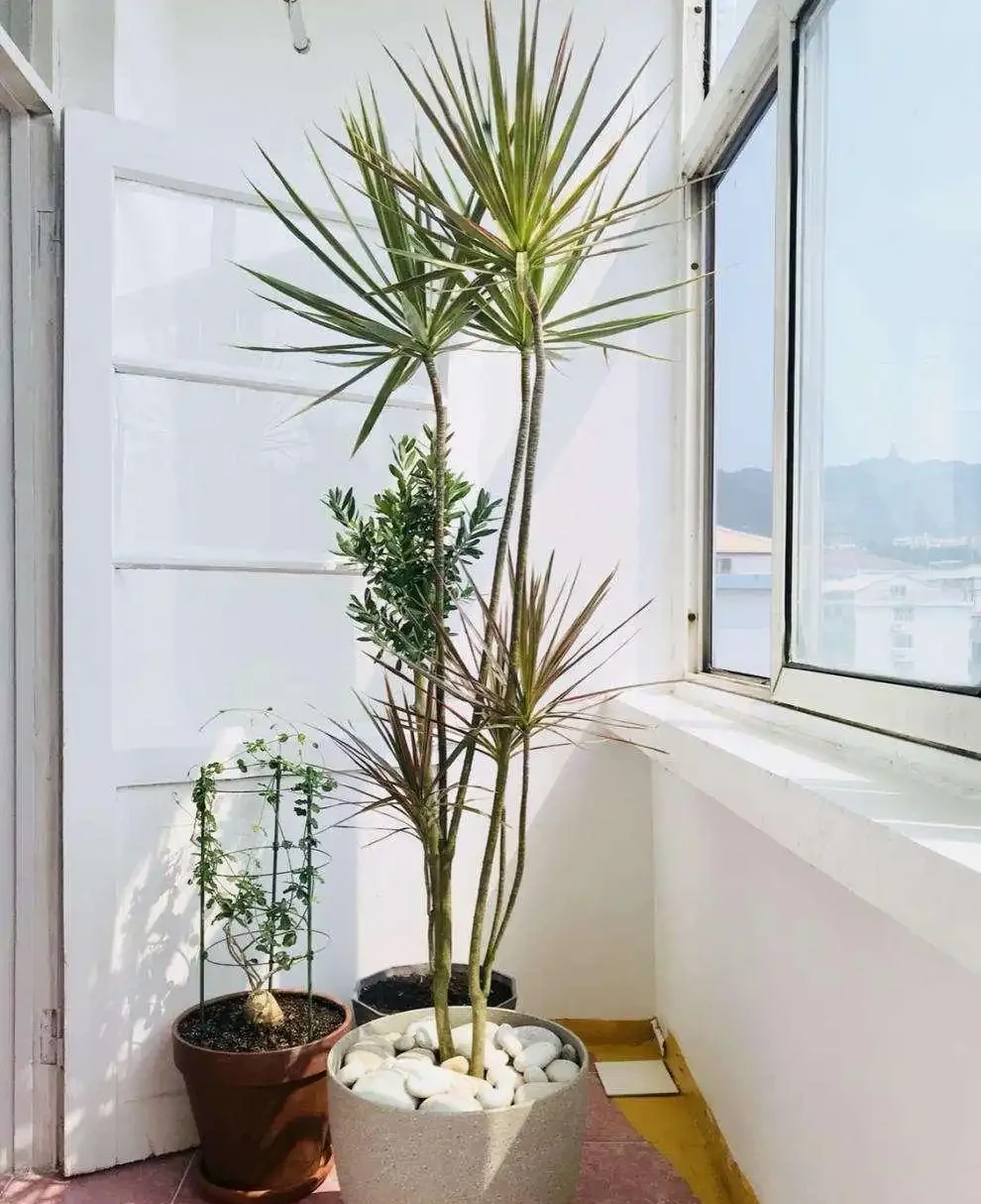 養什麼花好,推薦6種木本植物,養護簡單年年升值,喜歡嗎?