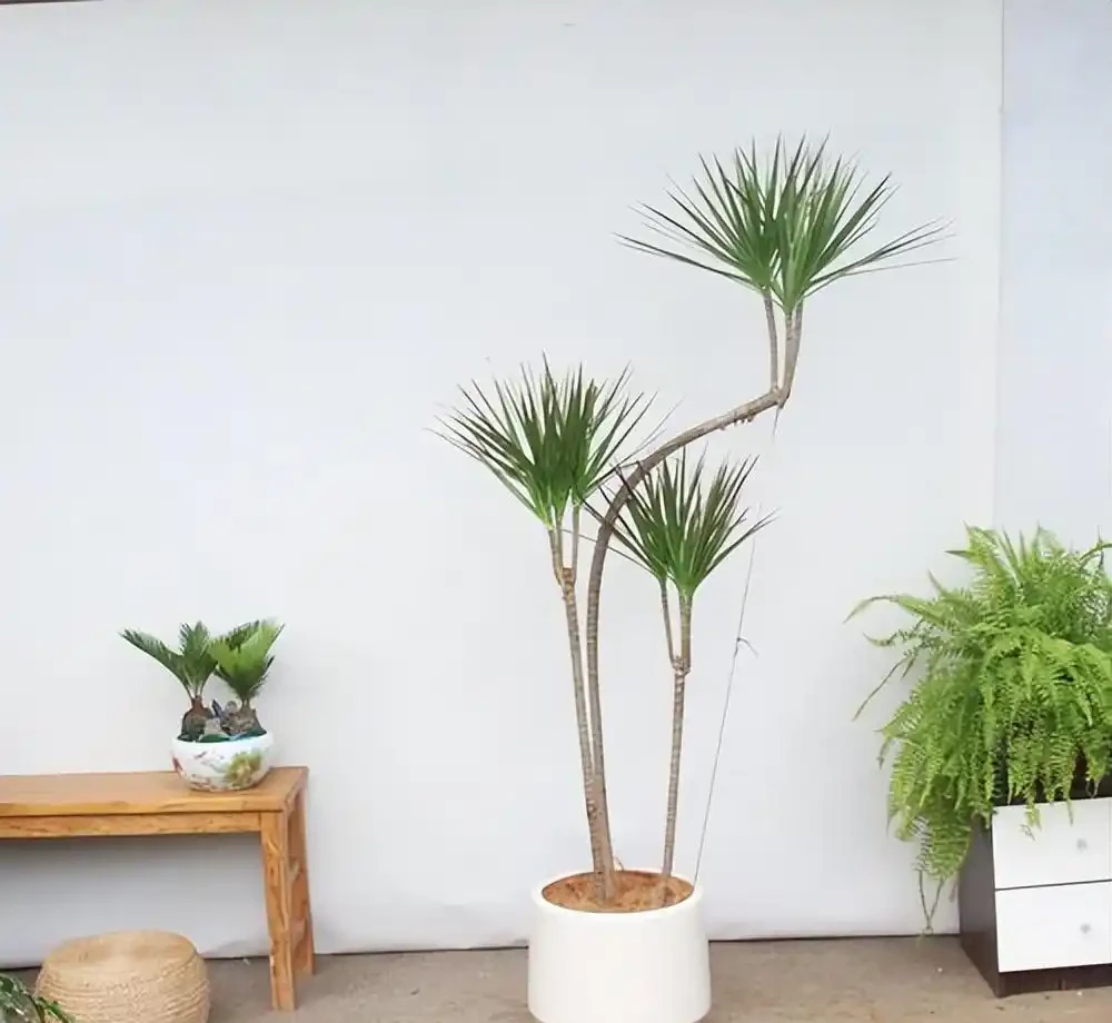 養什麼花好,推薦6種木本植物,養護簡單年年升值,喜歡嗎?