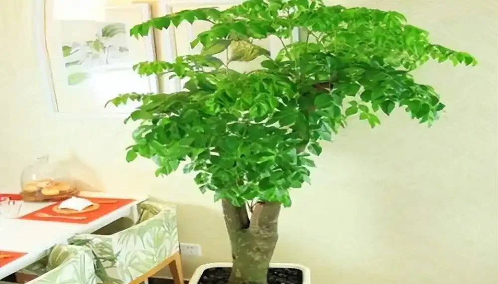 養什麼花好,推薦6種木本植物,養護簡單年年升值,喜歡嗎?