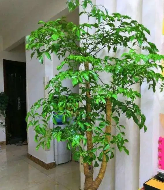 養什麼花好,推薦6種木本植物,養護簡單年年升值,喜歡嗎?