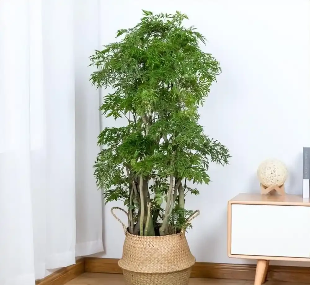 養什麼花好,推薦6種木本植物,養護簡單年年升值,喜歡嗎?