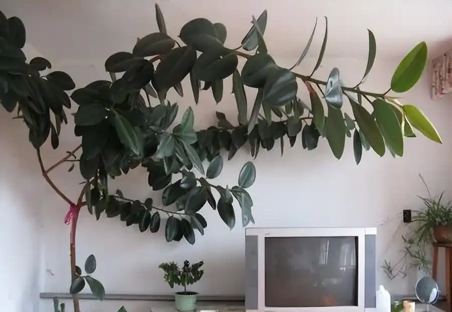養什麼花好,推薦6種木本植物,養護簡單年年升值,喜歡嗎?