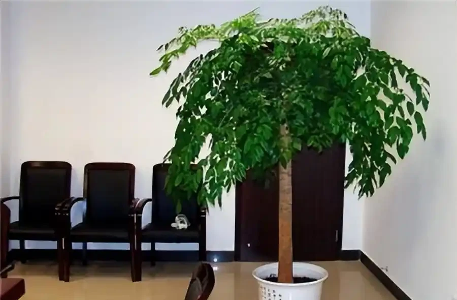 養什麼花好,推薦6種木本植物,養護簡單年年升值,喜歡嗎?