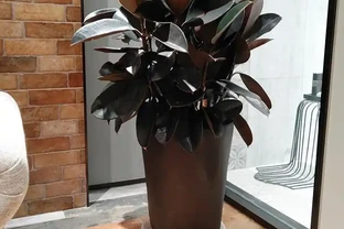 養什麼花好，推薦6種木本植物，養護簡單年年升值，喜歡嗎？