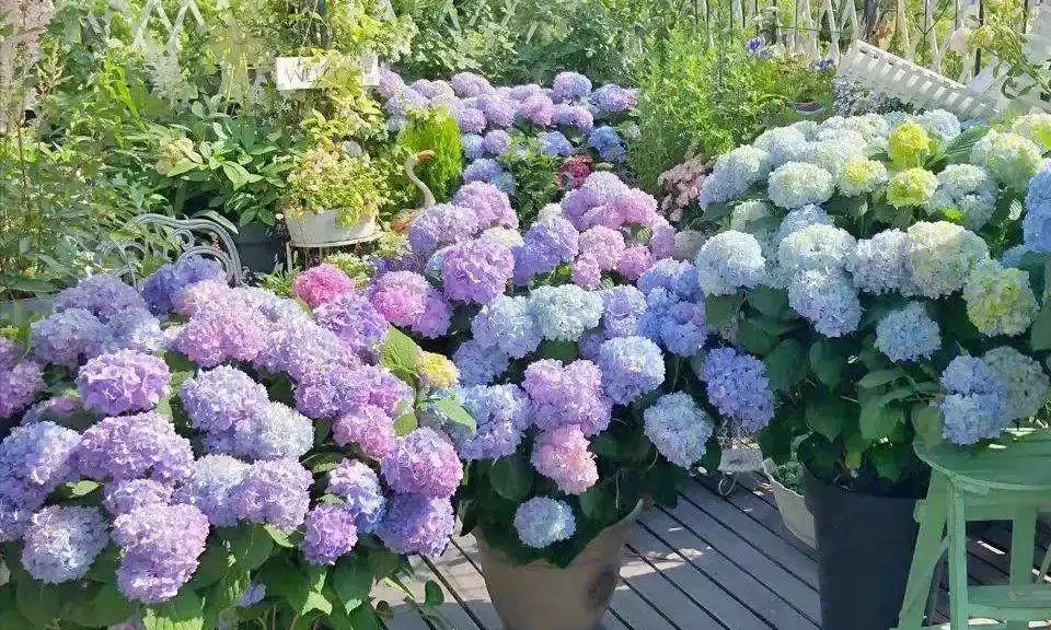 硫酸亞鐵養花，一定「別亂用」，不是開玩笑，用錯死翹翹