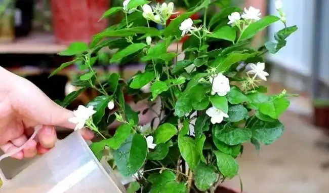 硫酸亞鐵養花,一定「別亂用」,不是開玩笑,用錯死翹翹