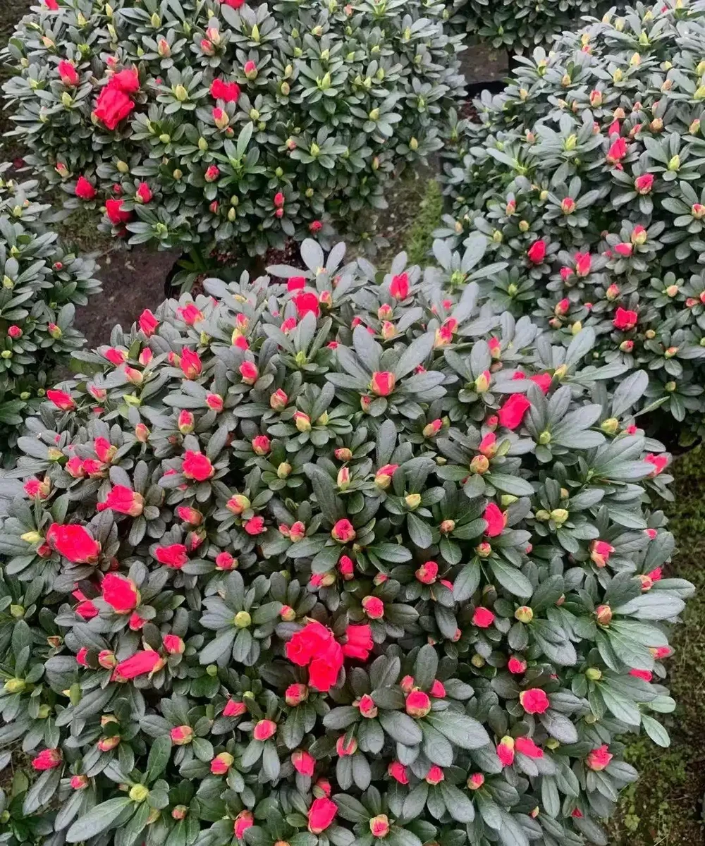 硫酸亞鐵養花,一定「別亂用」,不是開玩笑,用錯死翹翹