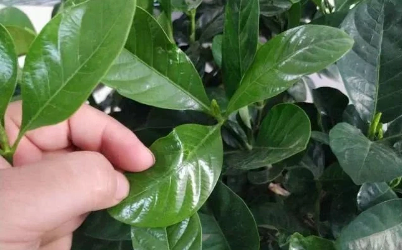 硫酸亞鐵養花,一定「別亂用」,不是開玩笑,用錯死翹翹