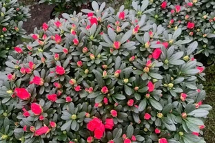 硫酸亞鐵養花，一定「別亂用」，不是開玩笑，用錯死翹翹