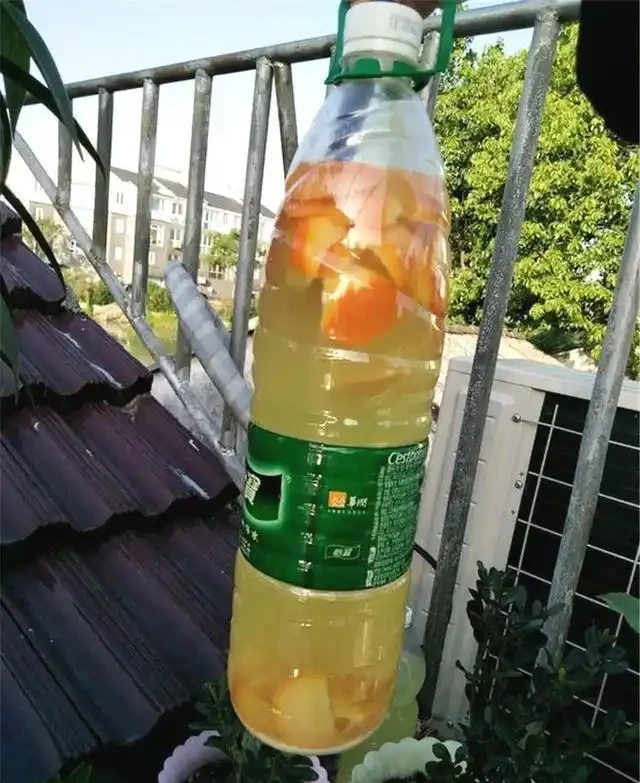 「淘米水」能不能用來澆花?很多人都搞錯了,難怪一直養不好