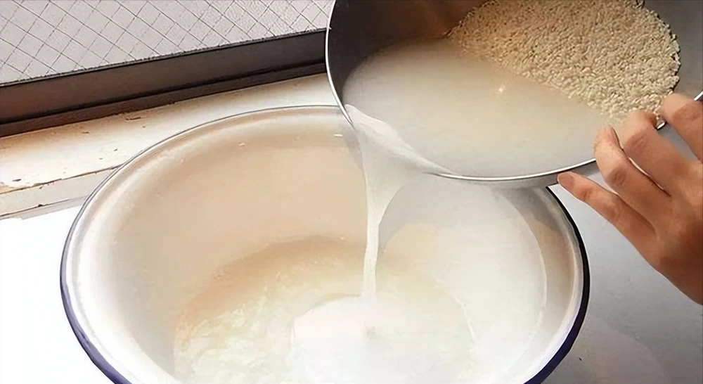 「淘米水」能不能用來澆花?很多人都搞錯了,難怪一直養不好
