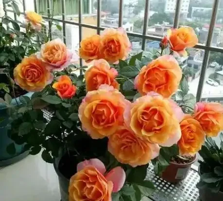 盆栽玫瑰澆水,你真的會了嗎?澆水不當會「腐根、爛葉、落花苞」