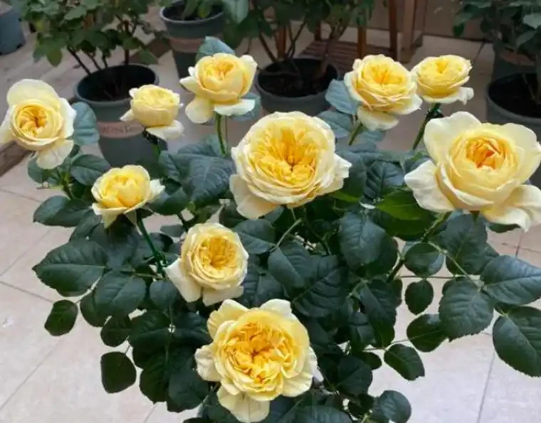 盆栽玫瑰澆水,你真的會了嗎?澆水不當會「腐根、爛葉、落花苞」