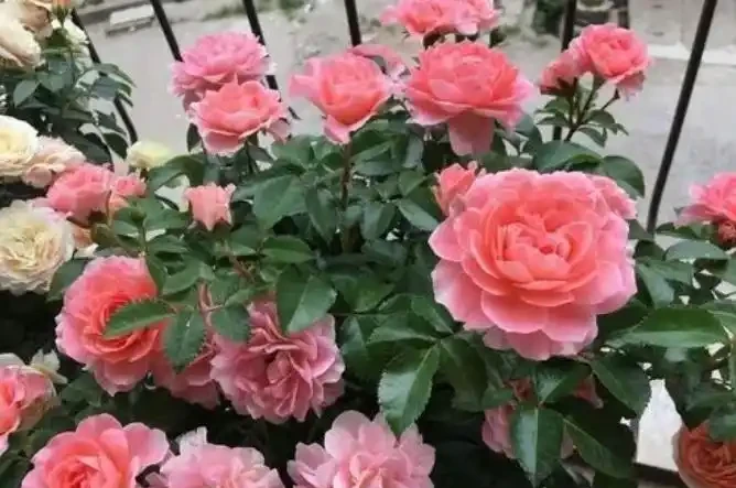 盆栽玫瑰澆水,你真的會了嗎?澆水不當會「腐根、爛葉、落花苞」