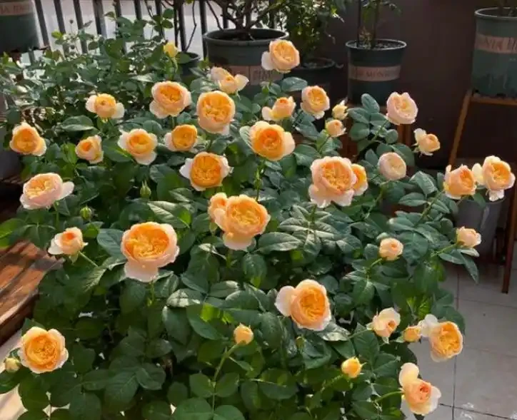 盆栽玫瑰澆水,你真的會了嗎?澆水不當會「腐根、爛葉、落花苞」