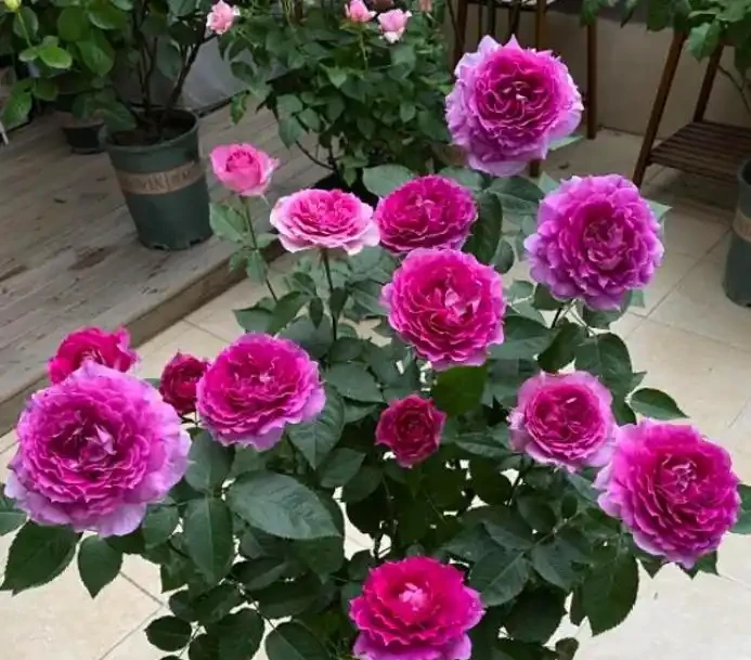 盆栽玫瑰澆水,你真的會了嗎?澆水不當會「腐根、爛葉、落花苞」
