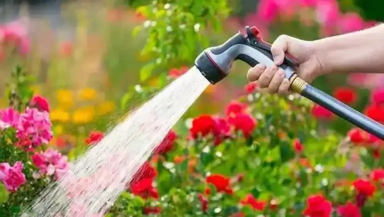 盆栽玫瑰澆水,你真的會了嗎?澆水不當會「腐根、爛葉、落花苞」