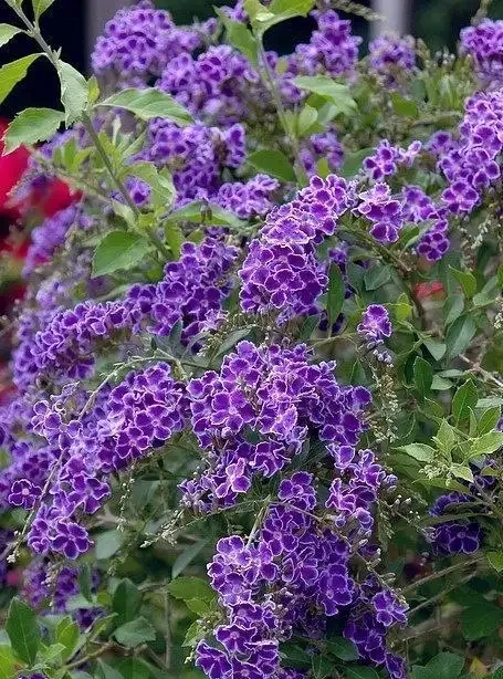 最香的「5種花」,又美又長壽,一年四季開,能香幾十年