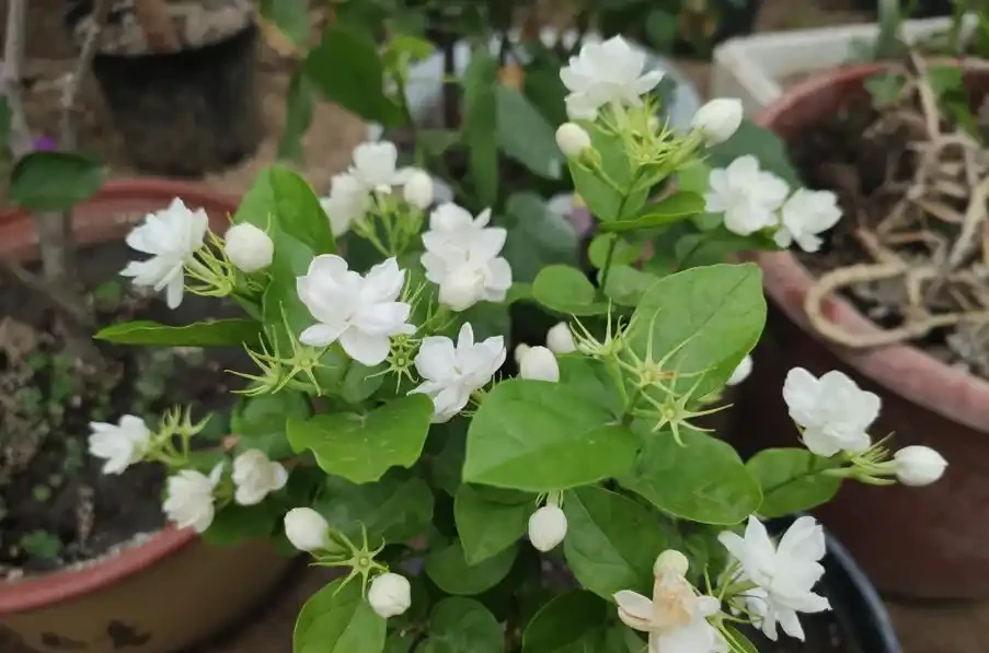 最香的「5種花」,又美又長壽,一年四季開,能香幾十年