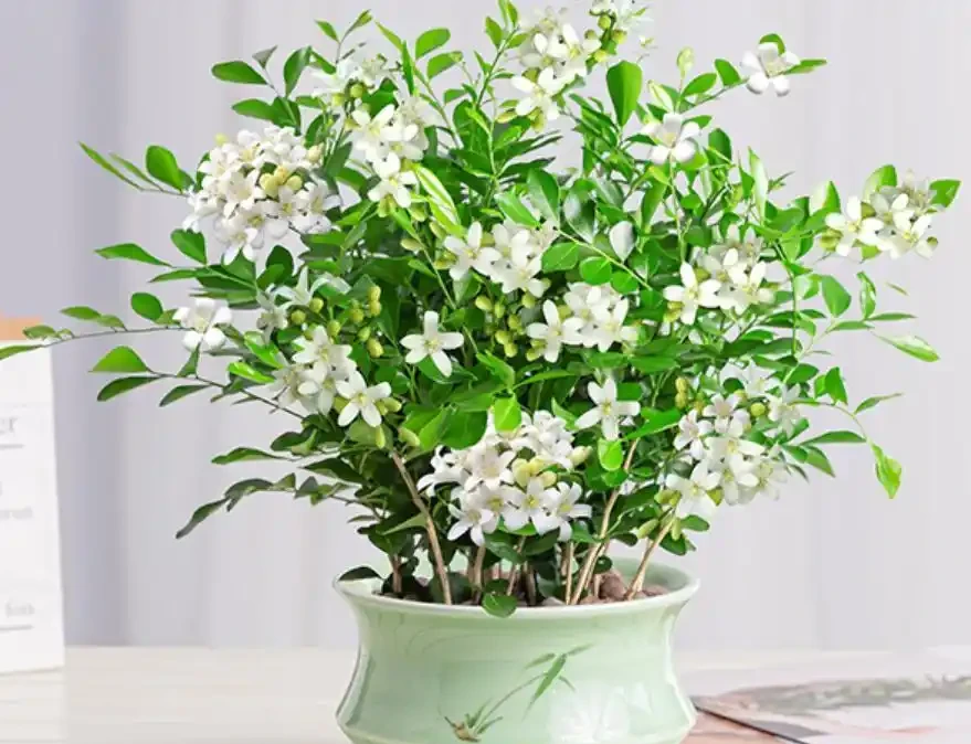 最香的「5種花」,又美又長壽,一年四季開,能香幾十年