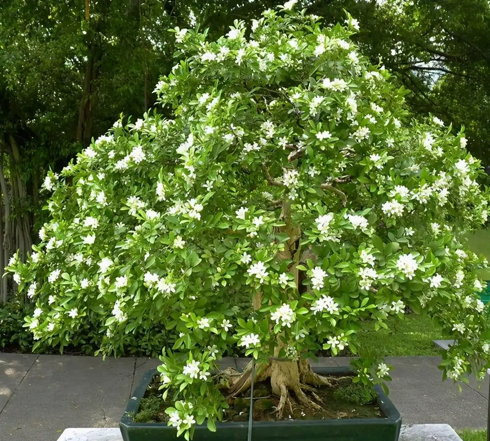 最香的「5種花」,又美又長壽,一年四季開,能香幾十年