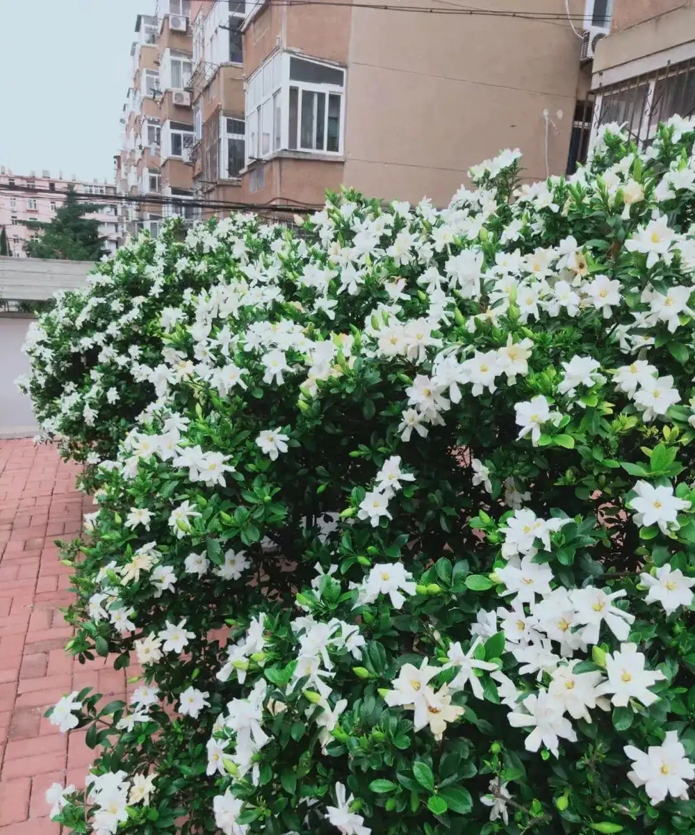 最香的「5種花」,又美又長壽,一年四季開,能香幾十年