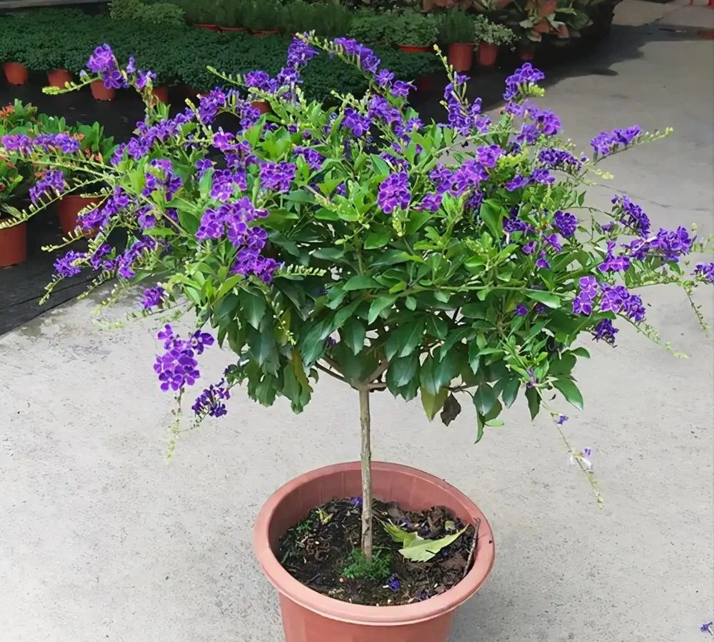 最香的「5種花」,又美又長壽,一年四季開,能香幾十年