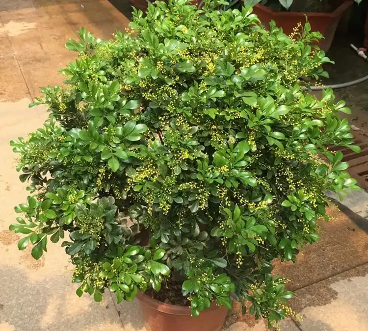 最香的「5種花」,又美又長壽,一年四季開,能香幾十年