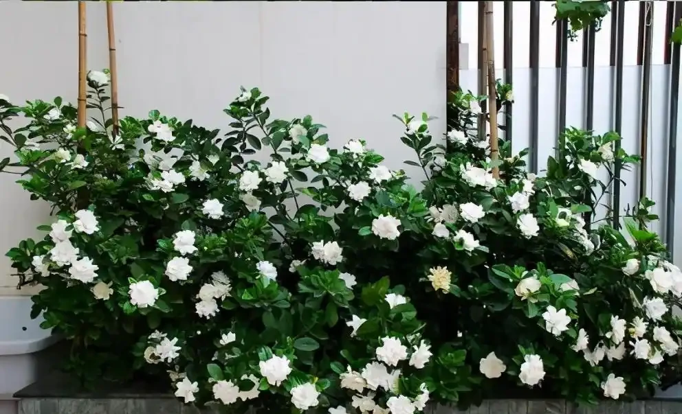 最香的「5種花」，又美又長壽，一年四季開，能香幾十年
