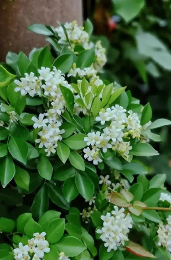最香的「5種花」,又美又長壽,一年四季開,能香幾十年