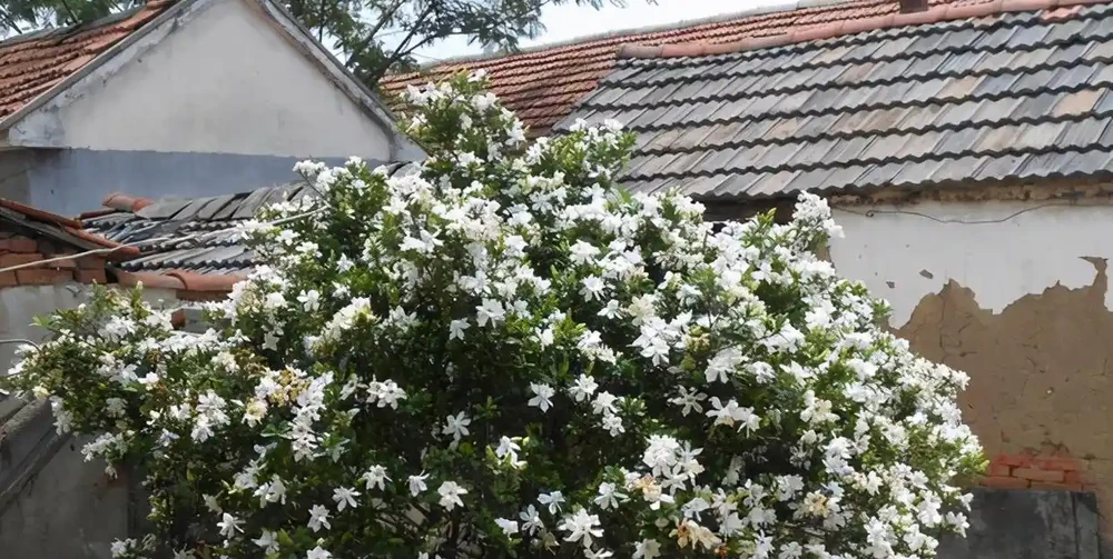 最香的「5種花」,又美又長壽,一年四季開,能香幾十年