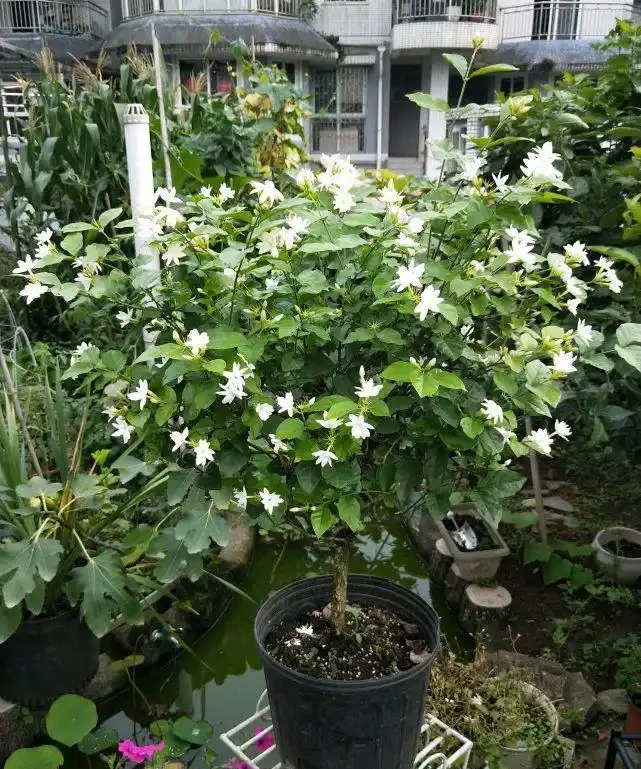 最香的「5種花」,又美又長壽,一年四季開,能香幾十年