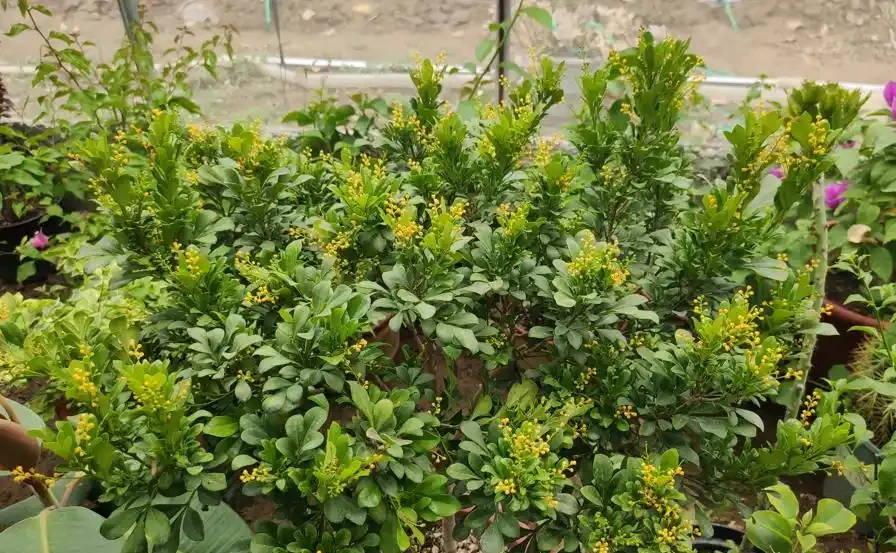 最香的「5種花」,又美又長壽,一年四季開,能香幾十年