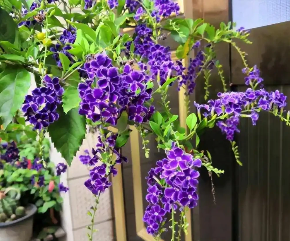 最香的「5種花」,又美又長壽,一年四季開,能香幾十年
