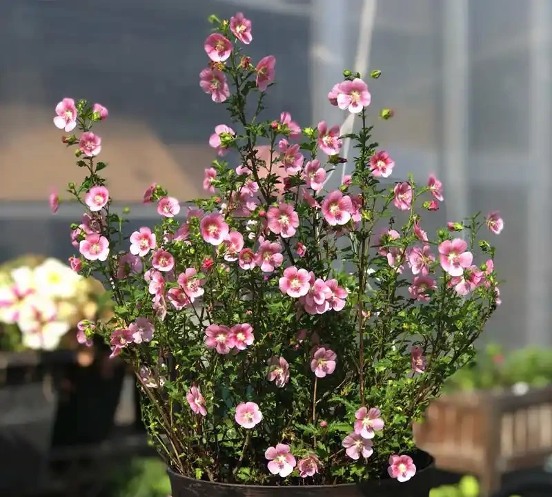 最香的「5種花」,又美又長壽,一年四季開,能香幾十年