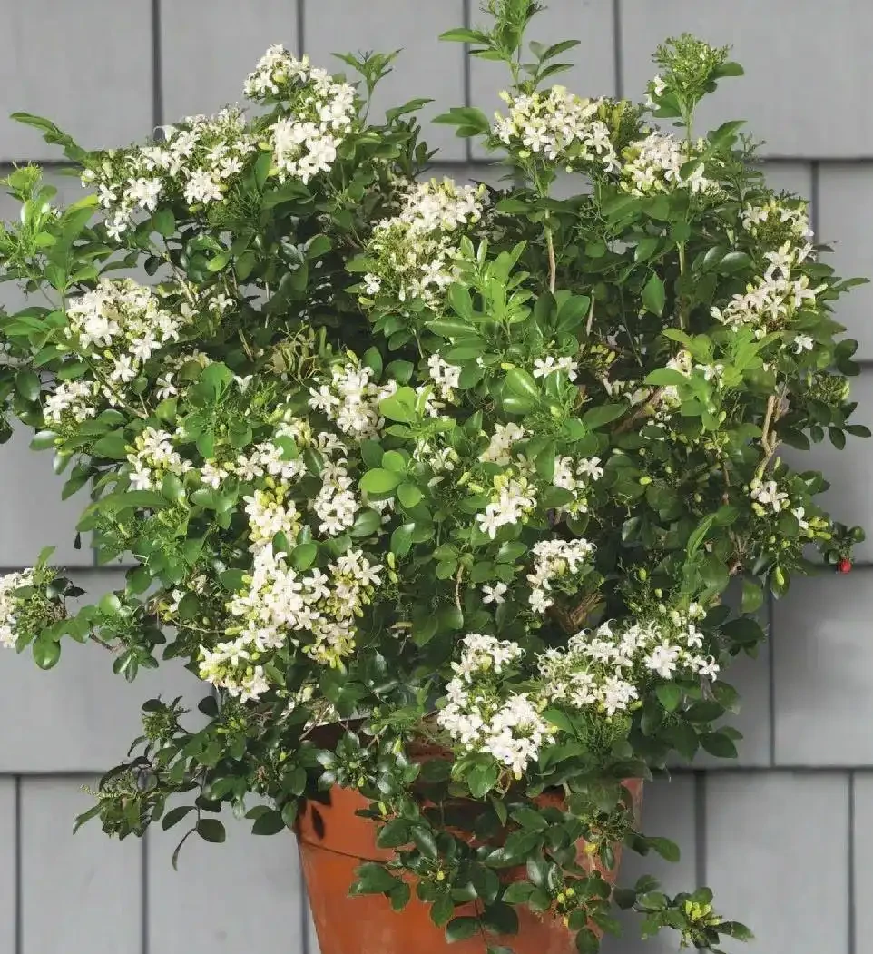 最香的「5種花」,又美又長壽,一年四季開,能香幾十年
