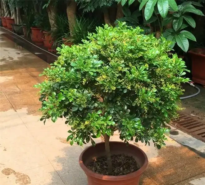 最香的「5種花」,又美又長壽,一年四季開,能香幾十年