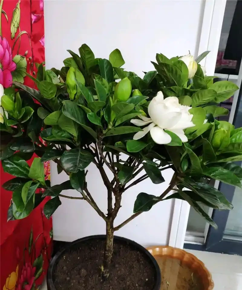 最香的「5種花」,又美又長壽,一年四季開,能香幾十年