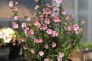 最香的「5種花」，又美又長壽，一年四季開，能香幾十年