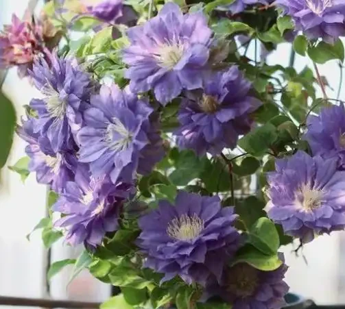 夏季8種「開花機器」，現在插枝長根快，成活一個月就開花