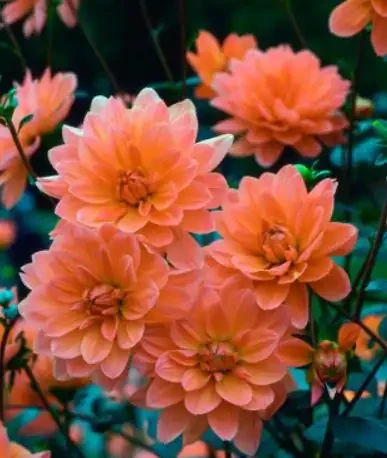 夏季8種「開花機器」，現在插枝長根快，成活一個月就開花