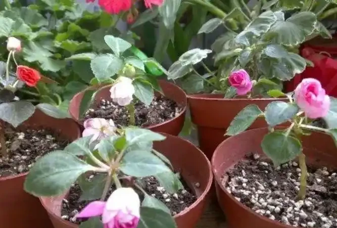 夏季8種「開花機器」，現在插枝長根快，成活一個月就開花