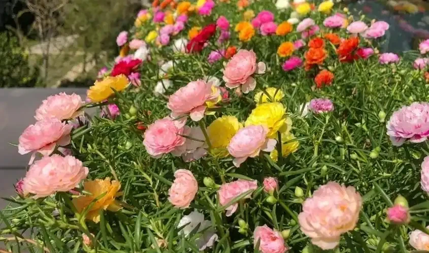 夏季8種「開花機器」，現在插枝長根快，成活一個月就開花