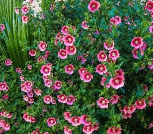 夏季8種「開花機器」，現在插枝長根快，成活一個月就開花