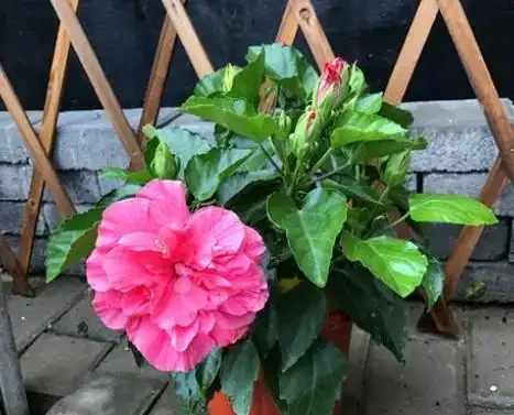 夏季8種「開花機器」，現在插枝長根快，成活一個月就開花