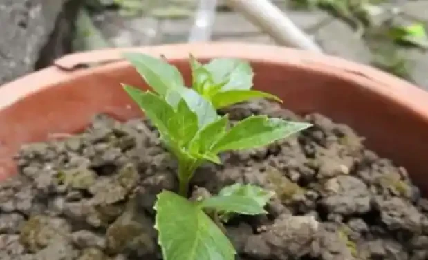 夏季8種「開花機器」，現在插枝長根快，成活一個月就開花