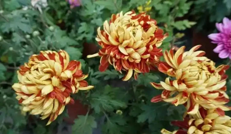 夏季8種「開花機器」，現在插枝長根快，成活一個月就開花