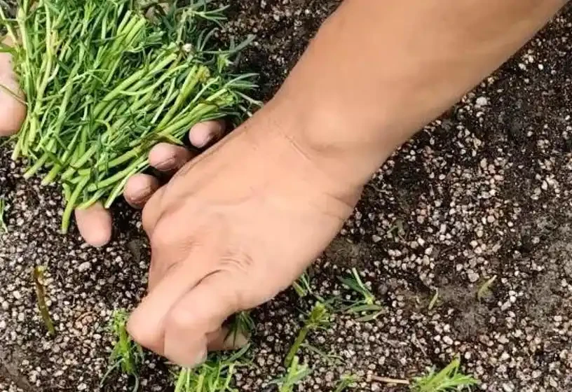 夏季8種「開花機器」，現在插枝長根快，成活一個月就開花