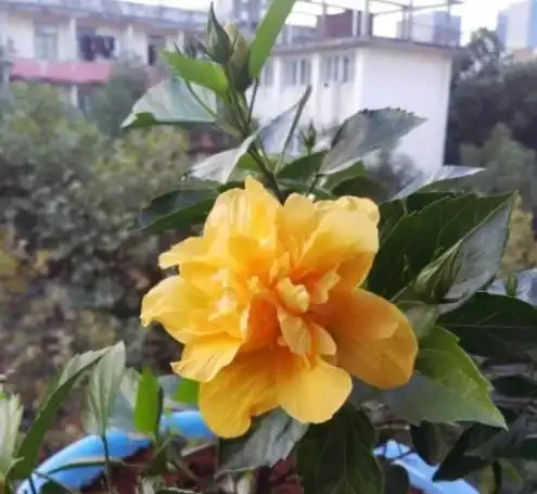 夏季8種「開花機器」，現在插枝長根快，成活一個月就開花