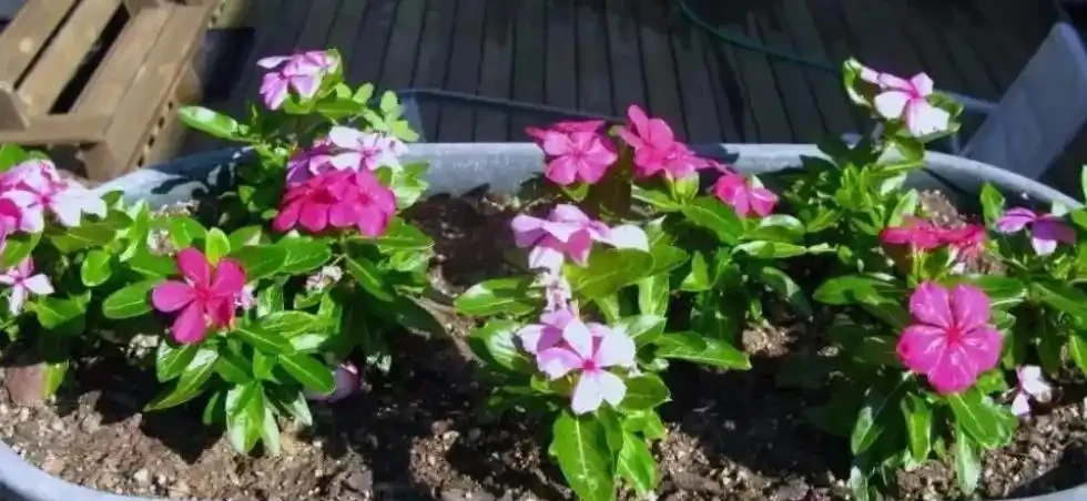夏季8種「開花機器」，現在插枝長根快，成活一個月就開花